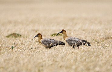 Zwartmaskeribis, Black-faced Ibis, Theristicus melanopis