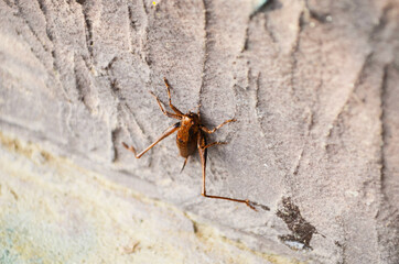 Camel cricket (or "cave cricket," Ceuthophilis sp.) on rug in basement of house, a common habitat.