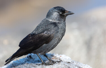 Portrait of a black raven.