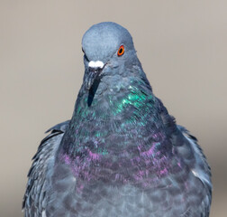 Portrait of a dove in the park.