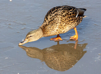 Duck on ice in winter.