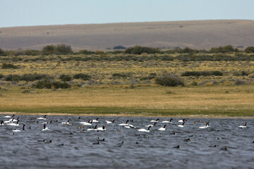 Black-necked Swan, Cygnus melancoryphus