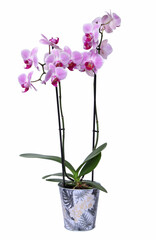 Naklejka na ściany i meble Orchidée phalaenopsis rose