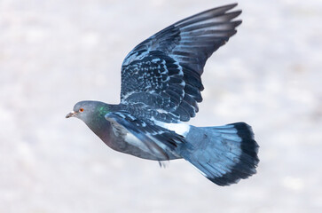Dove in flight in the park.