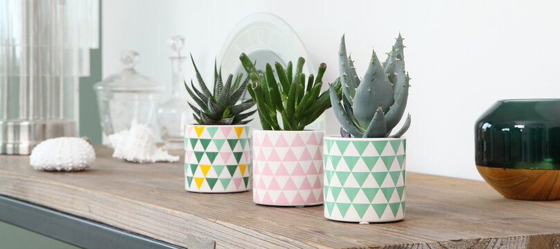 Plantes succulentes sur une console de salon