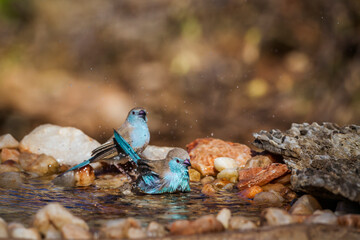 two Blue-breasted Cordonbleu bathing in waterhole in Kruger National park, South Africa ; Specie Uraeginthus angolensis family of Estrildidae