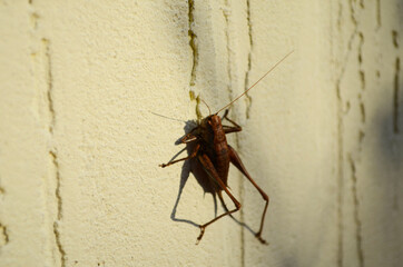 Camel cricket (or 
