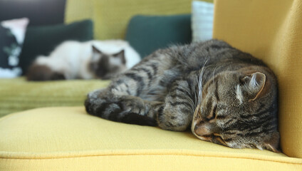 Chats endormis sur un fauteuil et canapé