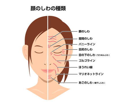 ちりめんじわ Images Browse 74 Stock Photos Vectors And Video Adobe Stock