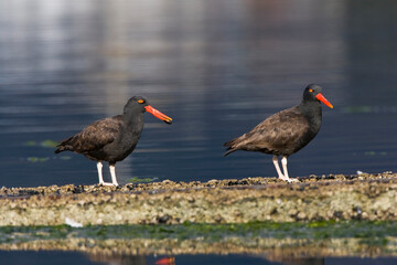 Blackish Oystercatcher, Haematopus ater