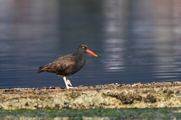 Blackish Oystercatcher, Haematopus ater