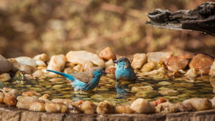 Two Blue-breasted Cordonbleu bathing in waterhole in Kruger National park, South Africa ; Specie Uraeginthus angolensis family of Estrildidae