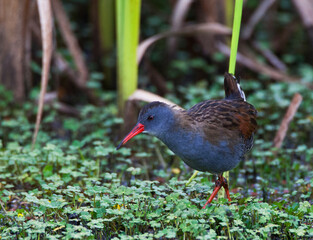 Bogota Rail, Rallus semiplumbeus