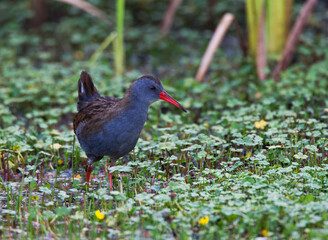 Bogota Rail, Rallus semiplumbeus