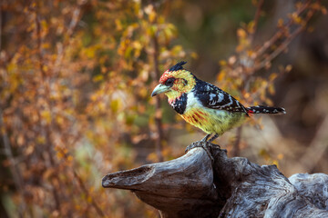 Crested Barbet standing on a log with fall colors background in Kruger National park, South Africa ; Specie Trachyphonus vaillantii family of Ramphastidae
