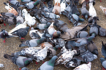 Crowd of pigeon on the walking street. Group of pigeons and doves fight over for food