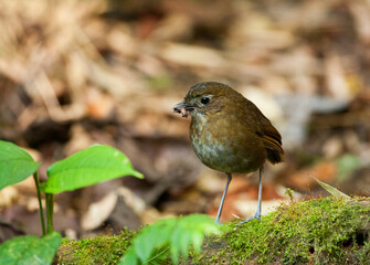 Brown-banded Antpitta, Grallaria milleri