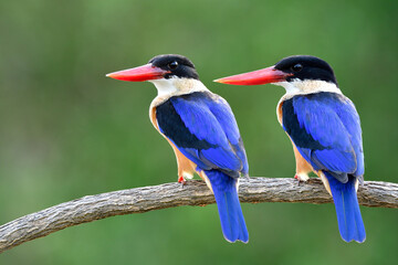 pair of Black-capped kingfisher are perching together during breeding seasons