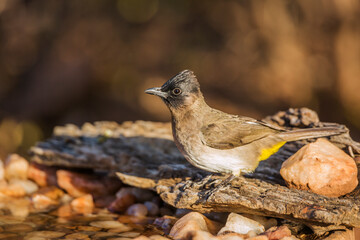 Dark capped Bulbul standing at waterhole in Kruger National park, South Africa ; Specie Pycnonotus tricolor family of Pycnonotidae