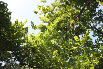 Beautiful forest in autumn. Nature.