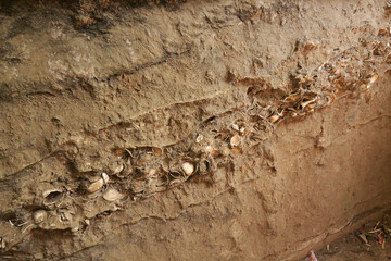 大森貝塚遺跡庭園　縄文貝塚遺構