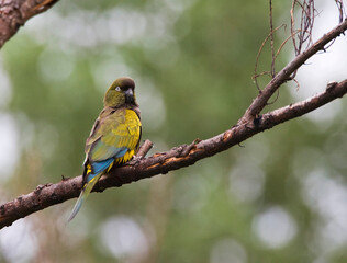 Holenparkiet, Burrowing Parrot, Cyanoliseus patagonus