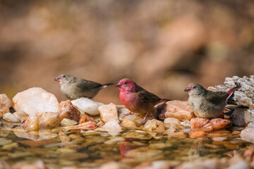 Three Red-billed Firefinch male and female standint in waterhole in Kruger National park, South Africa ; Specie family Lagonosticta senegala of Estrildidae