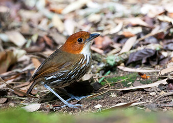 Chestnut-crowned Antpitta, Grallaria ruficapilla