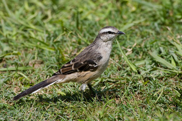 Camposspotlijster, Chalk-browed Mockingbird, Mimus saturninus