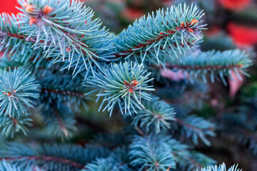 Naklejka na ściany i meble Background of Christmas tree branches. Green spruce branches.