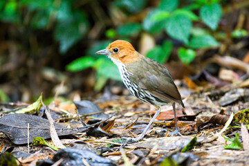 Chestnut-crowned Antpitta, Grallaria ruficapilla