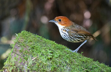 Chestnut-crowned Antpitta, Grallaria ruficapilla