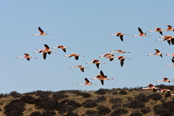 Chilean Flamingo, Phoenicopterus chilensis