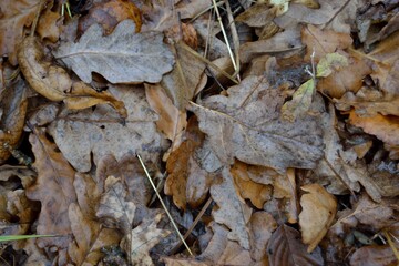 Autumn fallen leaves on the ground.