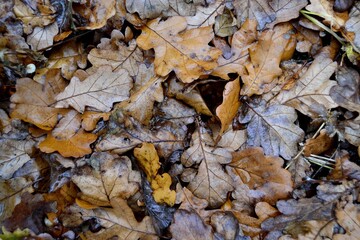 Autumn fallen leaves on the ground.