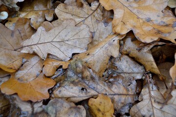 Autumn fallen leaves on the ground.