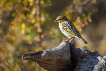 Village weaver standing in log with fall colors background in Kruger National park, South Africa ; Specie Ploceus cucullatus family of Ploceidae