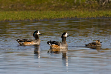 Chilean Wigeon, Anas sibilatrix