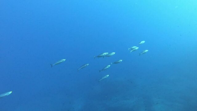 Underwater scene - Little tuna fishes chasing a sardines bait ball - Scuba diving in Majorca