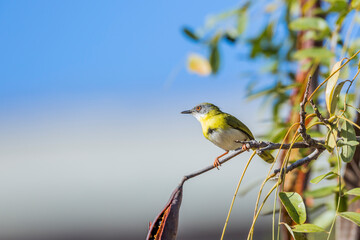 Yellow breasted Apalis male standing in shrub in Kruger National park, South Africa; specie Apalis flavida family of Cisticolidae