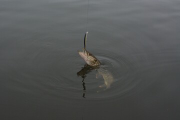 Summer fishing, pike fishing, spinning on the lake
