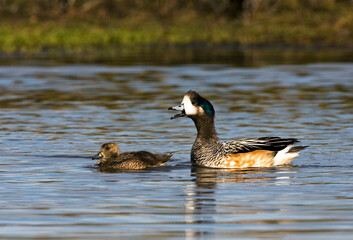 Chilean Wigeon, Anas sibilatrix