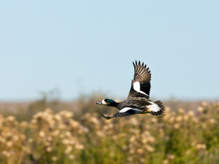 Chilean Wigeon, Anas sibilatrix