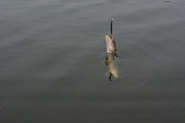 Summer fishing, pike fishing, spinning on the lake

