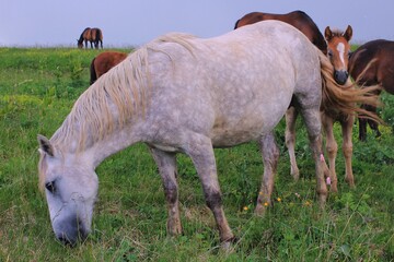 A herd of horses grazes among the lush grass and flowers. A small foal, frightened by the appearance of people, hides behind his white mother horse