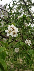 Blooming apple trees in the village garden.