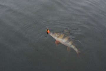 Summer fishing, perch fishing spinning reel on the lake
