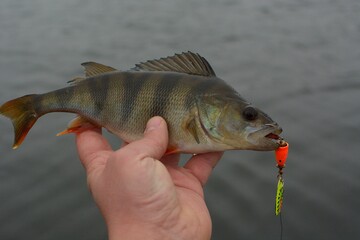 Summer fishing, perch fishing spinning reel on the lake
