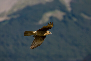 Chimango Caracara, Milvago chimango