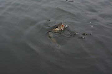 Summer fishing, pike fishing, spinning on the lake
